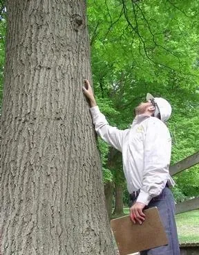 asesoria-tecnica-inspeccion-arbol