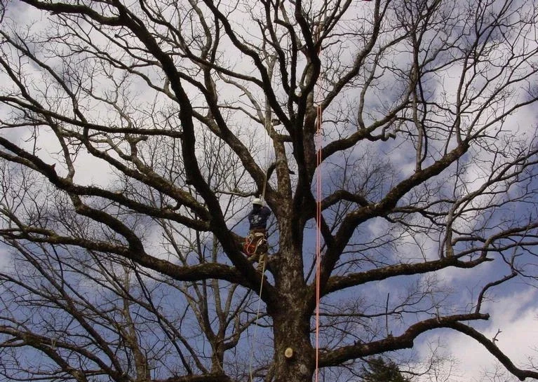 trepador-arbol-grande